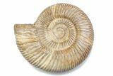Polished Jurassic Ammonite (Perisphinctes) - Madagascar #378946-1